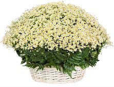 Цветочная композиция из Ромашки в корзине #REPLACE_PRED# Панковке